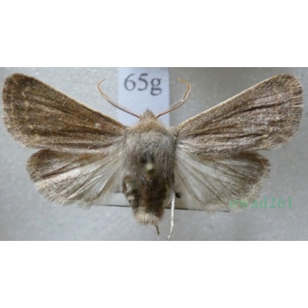 Dioszeghyana schmidtii (Diöszeghy, 1935) male Slovakia65g